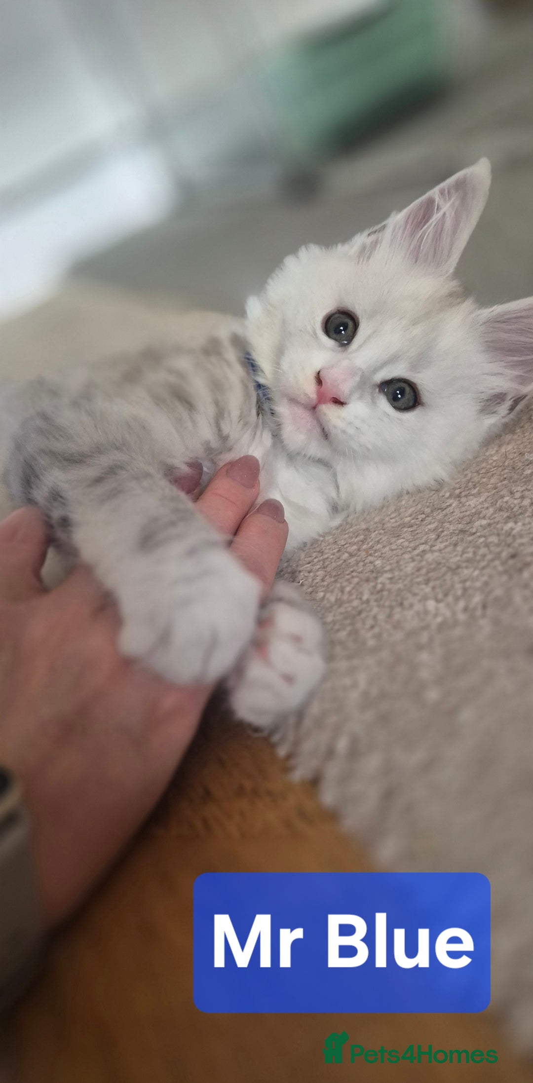 Maine Coon cats for sale: GCCF Pedigree Maine Coon Shaded Kittens - Advert 14