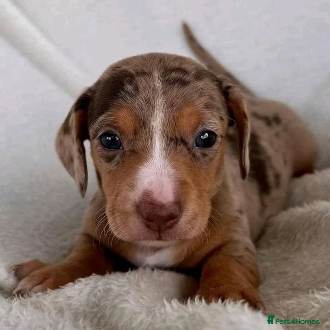 Miniature Dachshund dogs for sale: Beautiful daschund puppies for sale  - Image 3