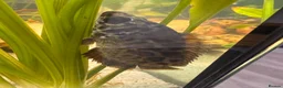 Gouramis fish for sale: Leopard bush fish for new home in Doncaster - Advert 2