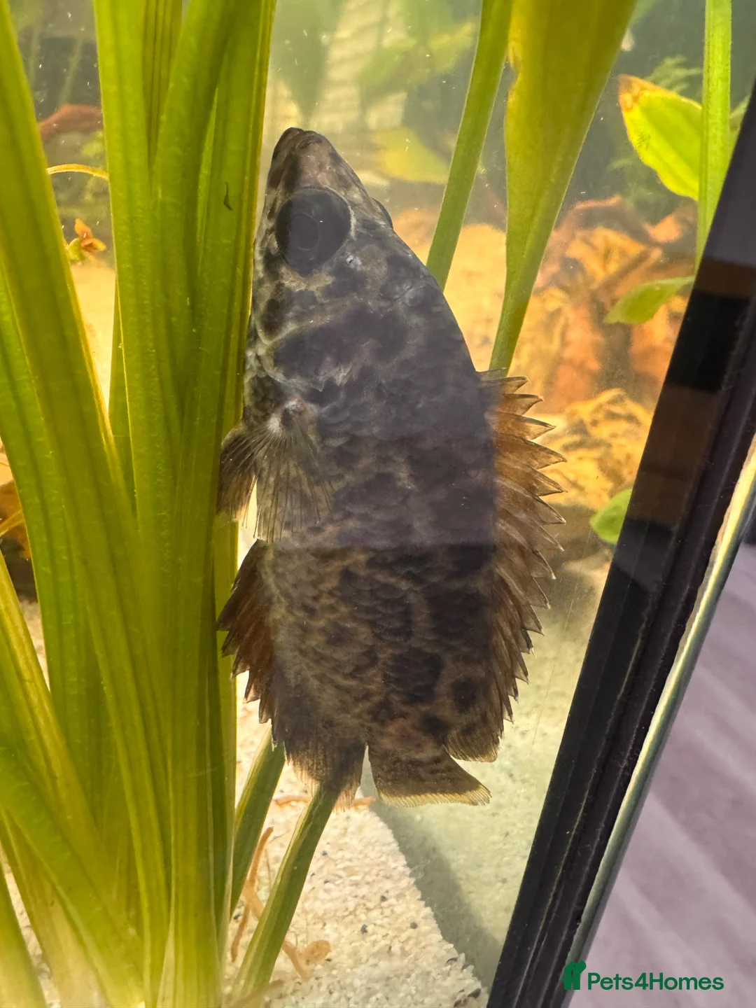 Gouramis fish for sale: Leopard bush fish for new home in Doncaster - Advert 2