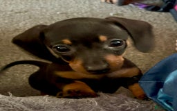 Miniature Dachshund dogs for sale: Gorgeous mini dachshunds ready to leave now - Image 8
