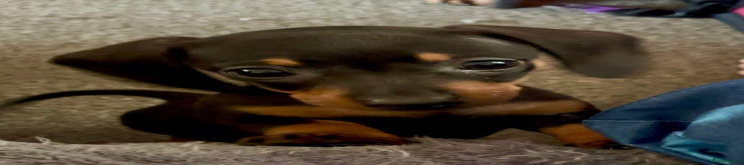 Miniature Dachshund Puppy 1
