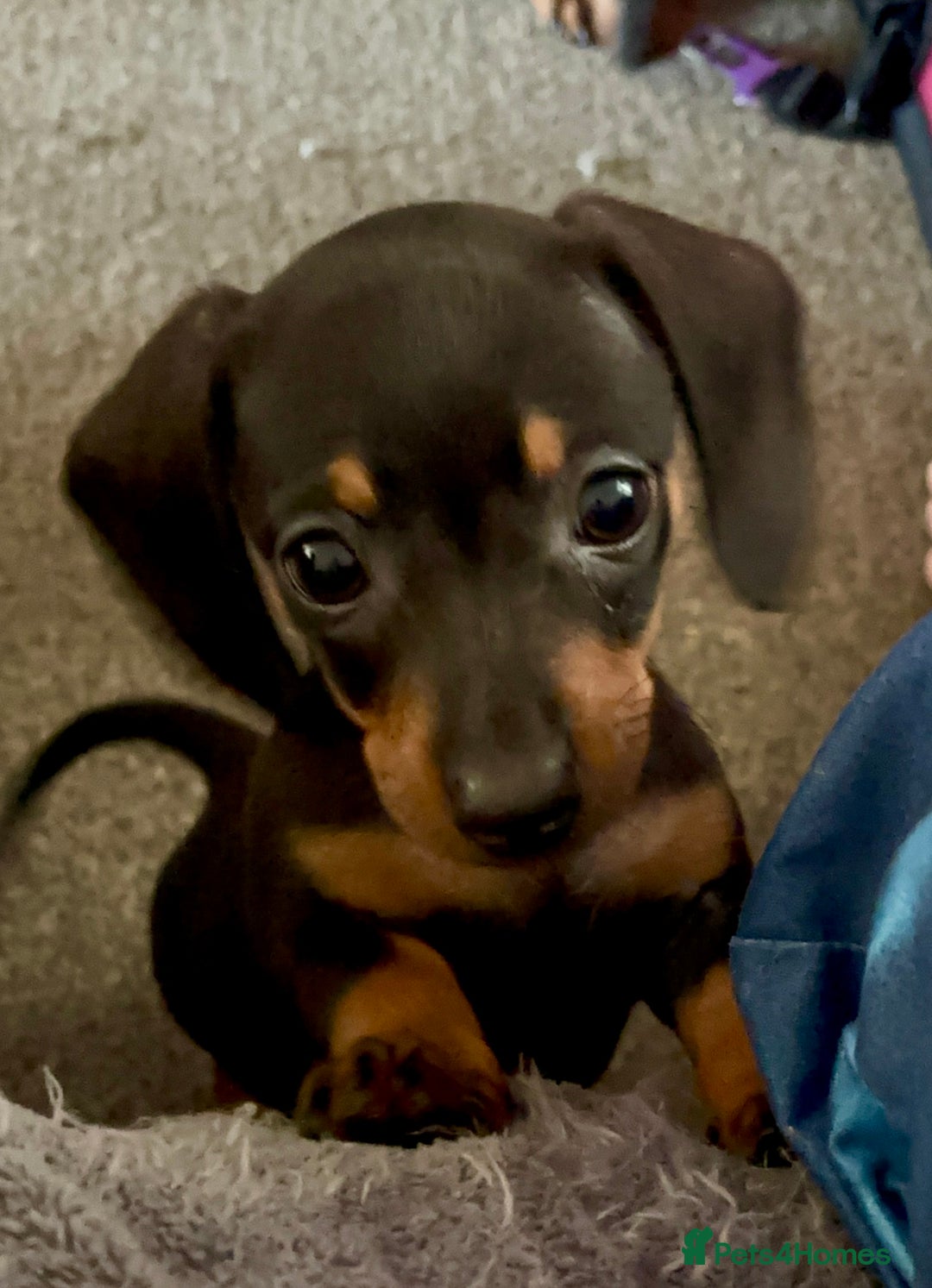 Miniature Dachshund dogs for sale: Gorgeous mini dachshunds ready to leave now - Image 8