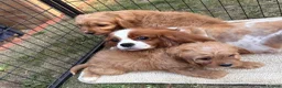 Cavapoo dogs for sale: F1 CAVAPOO PUPPIES  - Advert 15