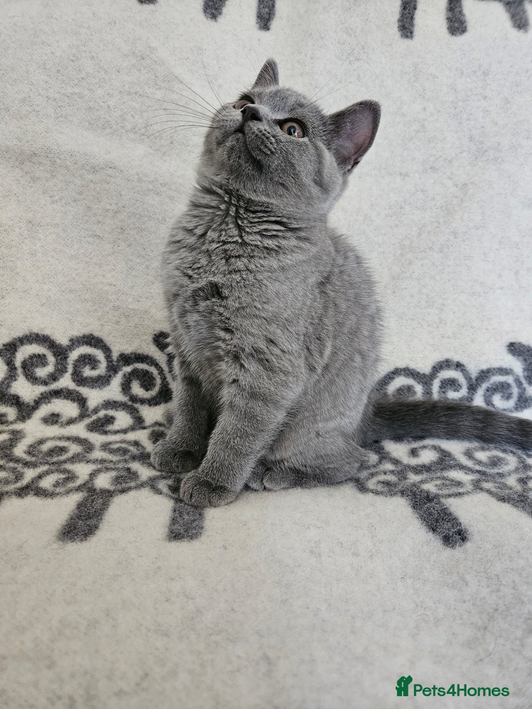 British Shorthair cats for sale: 1 Amazing Female Kitten - Image 4