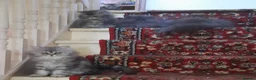 Siberian cats for sale: Absolutely Fabulous Kittens - Advert 7