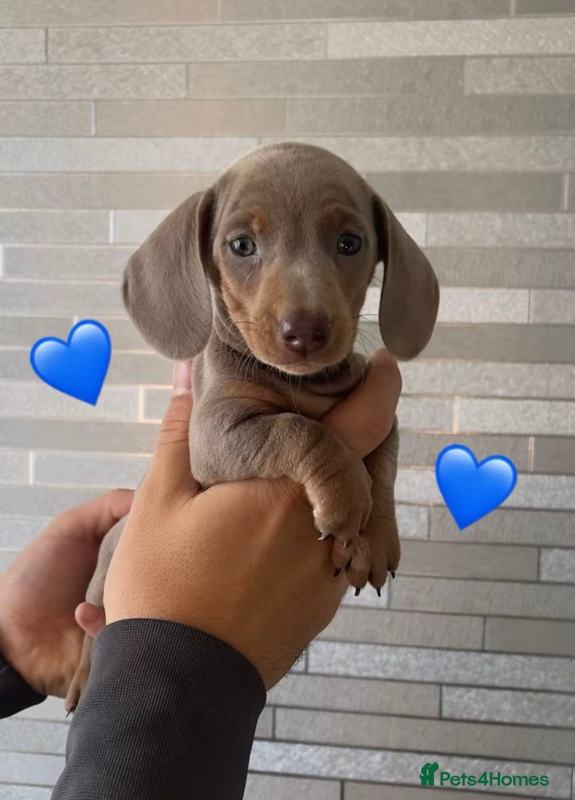 Miniature Dachshund dogs Ready Now Quality mini Isabela & tan Daxi puppy,s  - Advert 6