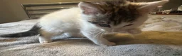 Mixed Breed cats for sale: Playful kitten ready to find a home (9 weeks) - Advert 8