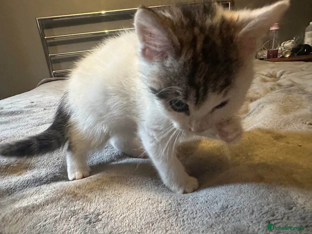 Mixed Breed cats for sale: Playful kitten ready to find a home (9 weeks) - Advert 8