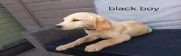 Goldador dogs for sale: Beautiful f1 Goldador puppies - Advert 12