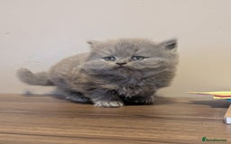 British Longhair cats for sale: British longhair kittens - Advert 5
