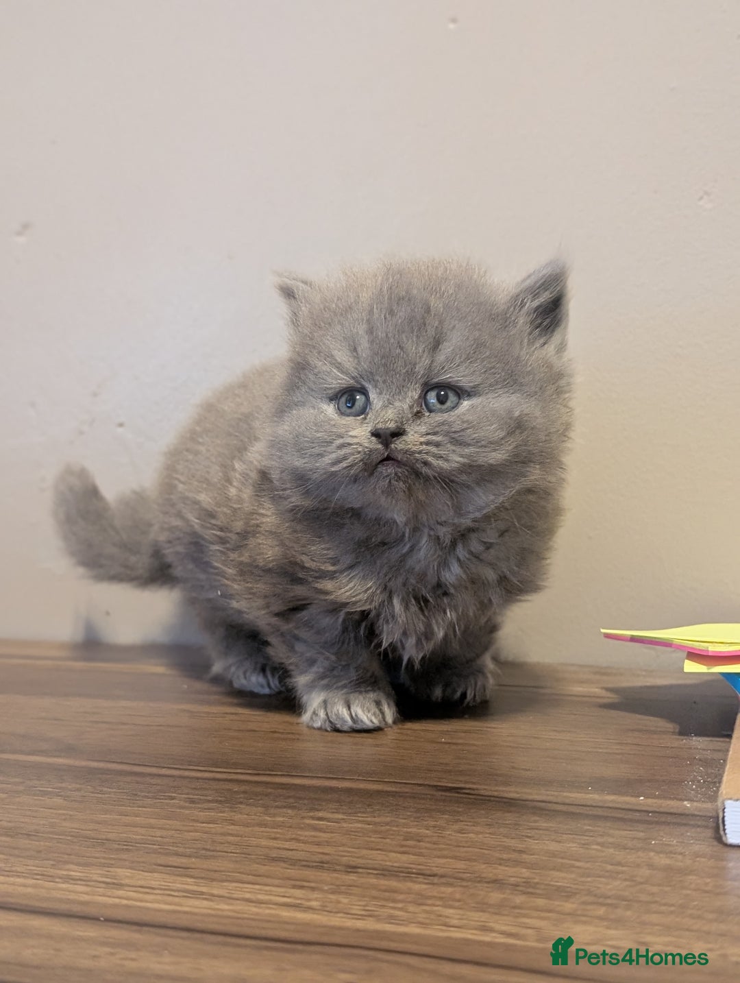 British Longhair cats for sale: British longhair kittens - Advert 5