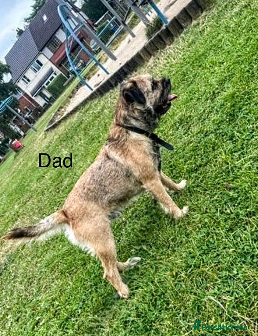 Border Terrier dogs for sale: Beautiful Border Terrier Puppies - Advert 3