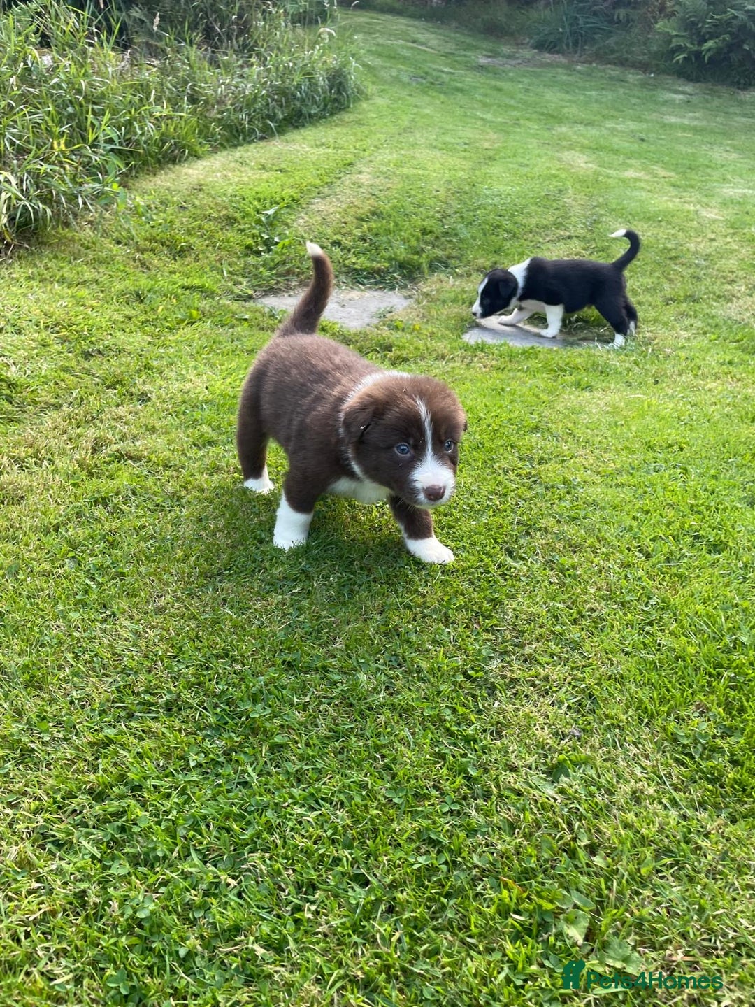 Border Collie dogs for sale: *BORDER COLLIE PUPPIES*⚫️⚪️🟤 - Image 14