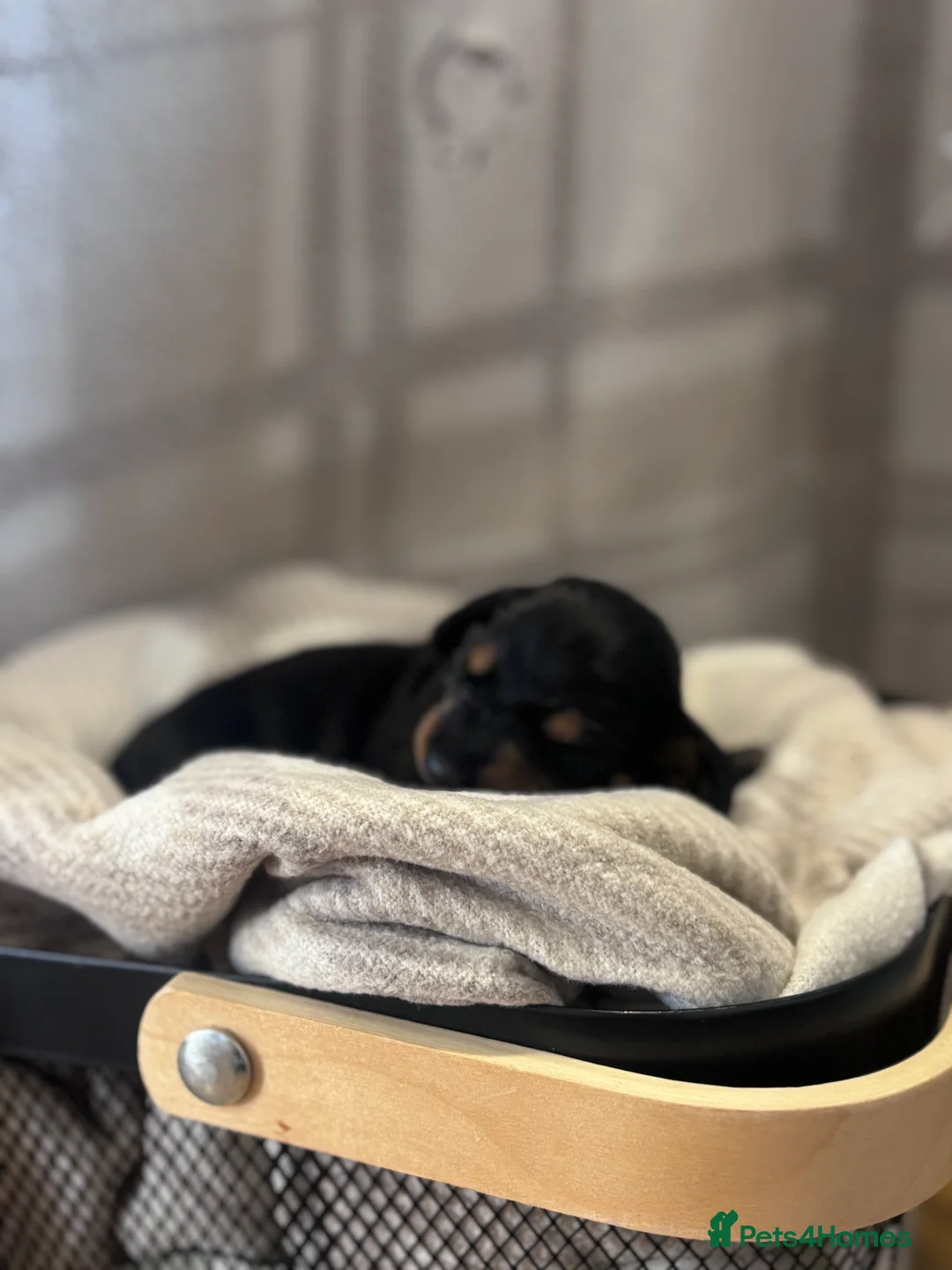 Miniature Dachshund dogs for sale: Miniature dachshunds  - Advert 12