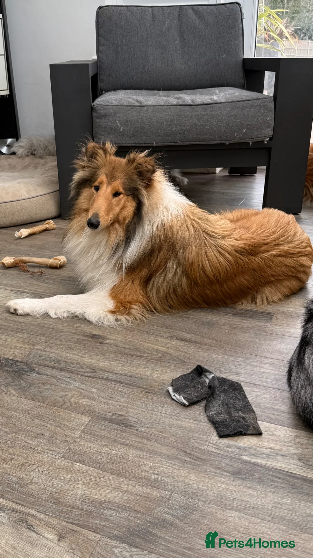 Rough Collie dogs for sale: Sable & White Female Rough Collie Available  - Advert 3