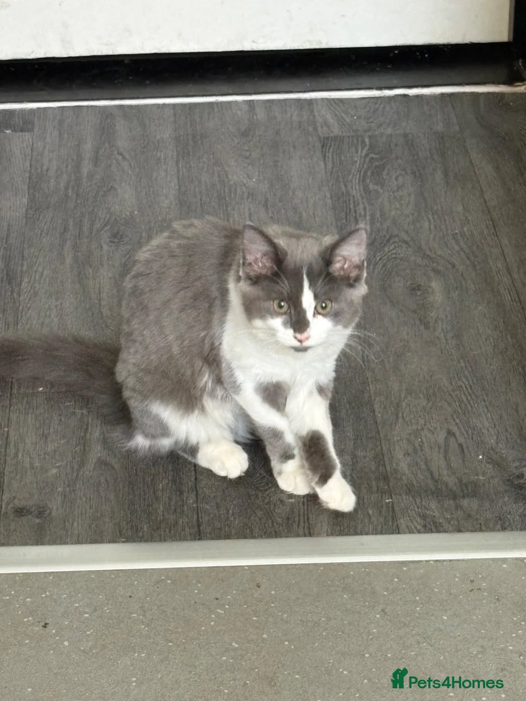 Mixed Breed cats for sale: Beautiful fluffy grey and white kitty - Advert 3