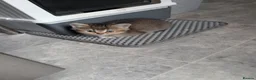 British Shorthair cats for sale: British short hair  - Advert 4