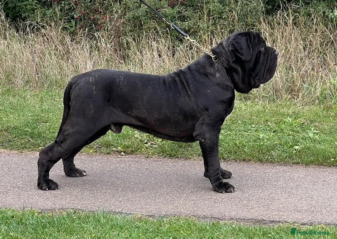 Neapolitan Mastiff dogs for sale: Makaevo Puppies - Advert 7