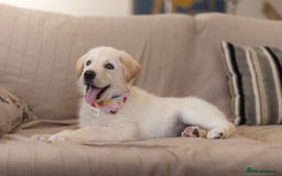 Mixed Breed dogs for adoption: Cuddly Crumble - Image 19
