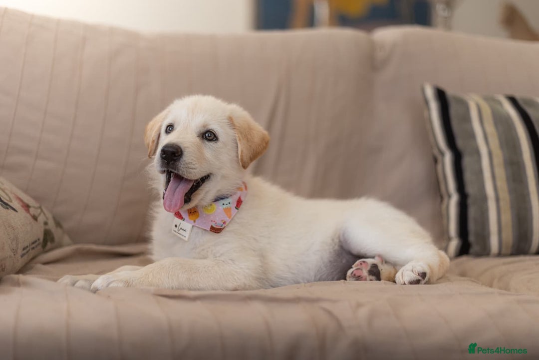 Mixed Breed dogs for adoption: Cuddly Crumble - Image 19