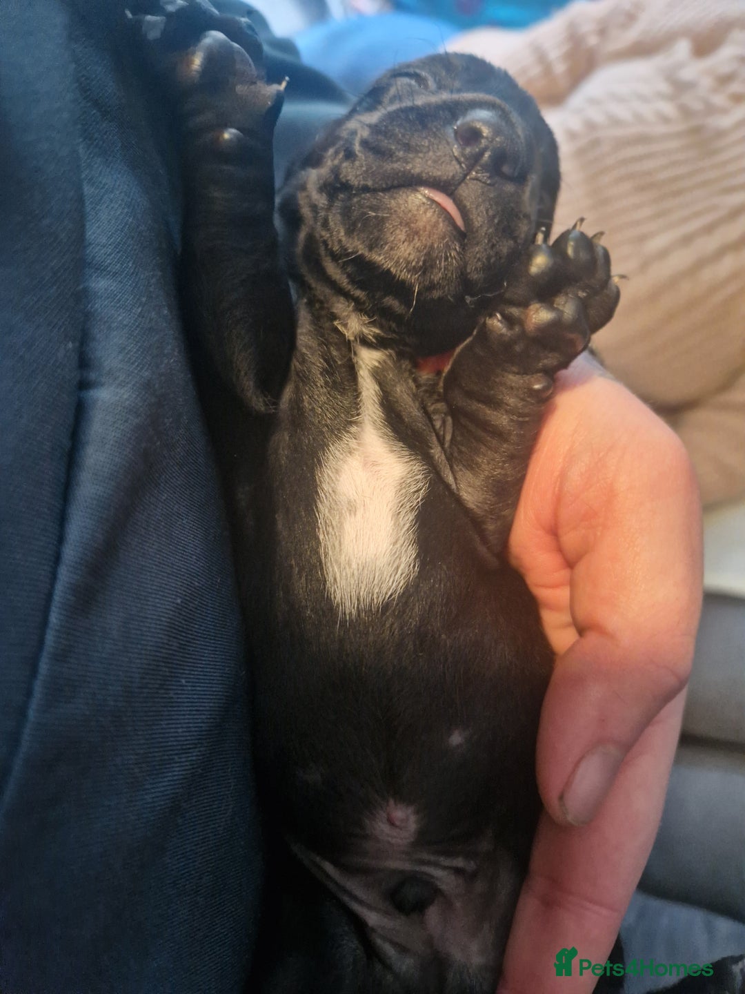 Miniature Dachshund dogs for sale: Miniature dachshund  - Advert 16