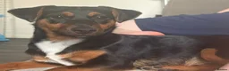 Jack Russell dogs for sale: Jack Russell Girl  in Egham - Advert 4