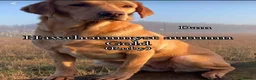 Labrador Retriever dogs for sale: KC Registered Fox Red Labradors  - Advert 2