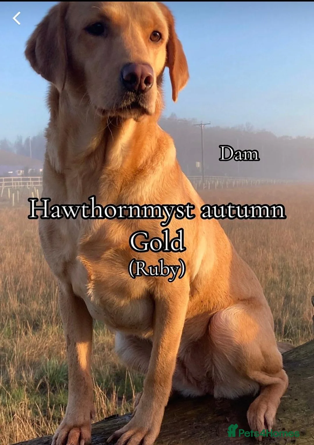 Labrador Retriever dogs for sale: KC Registered Fox Red Labradors  - Advert 2