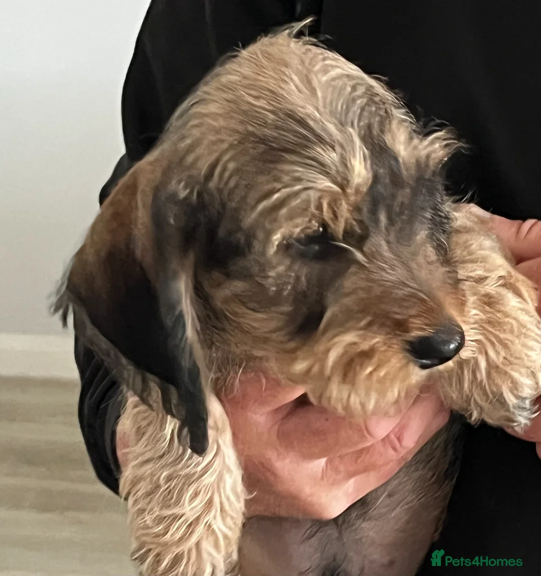 Miniature Dachshund dogs for sale: MINIATURE WIREHAIRED DACHSHUNDS - Advert 2