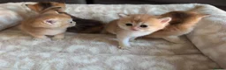 British Shorthair cats for sale: TICA Registered British Shorthair Golden Kittens - Advert 26