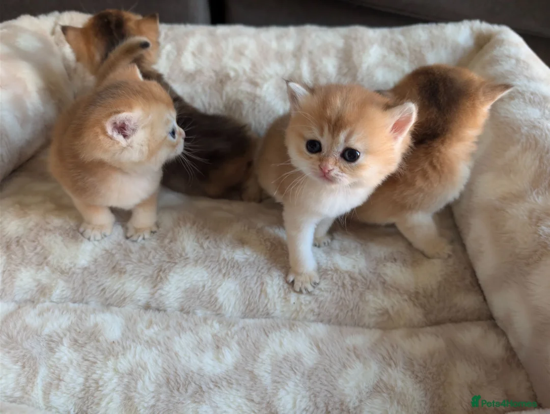 British Shorthair cats for sale: TICA Registered British Shorthair Golden Kittens - Advert 26