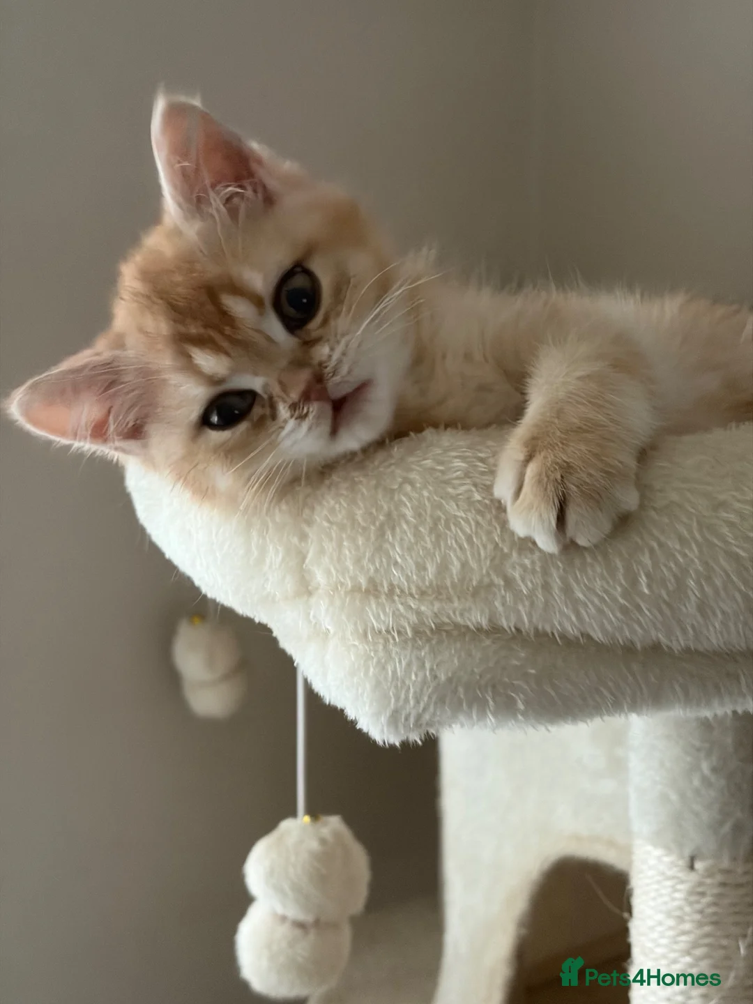 British Shorthair cats for sale: ⭐ ONLY ONE KITTEN LEFT! ⭐ - Advert 1