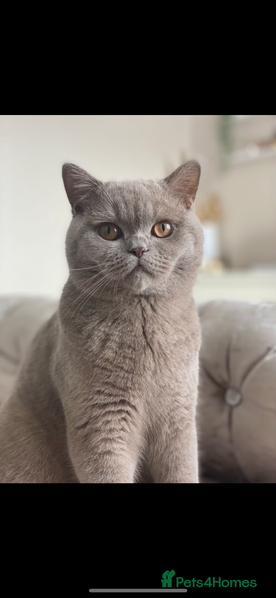 British Shorthair cats British shorthair for sale 4yrs old - Advert 2