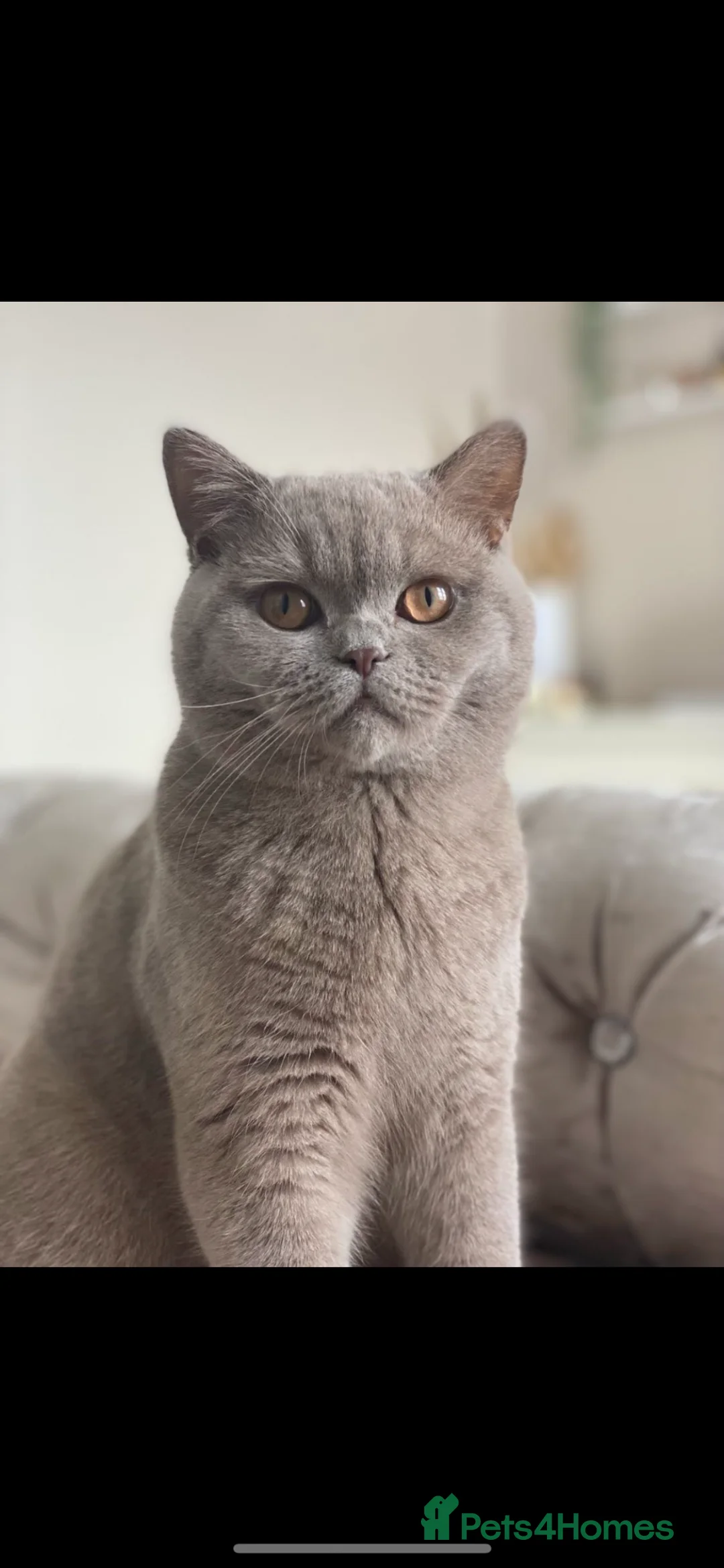 British Shorthair cats for sale: British shorthair for sale 4yrs old - Advert 1