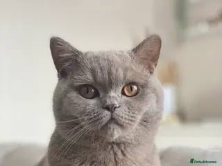 British Shorthair cats British shorthair for sale 4yrs old - Advert 5