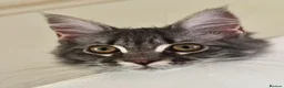 Maine Coon cats for sale: Beautiful GCCF Registered Maine Coon Kittens - Advert 18