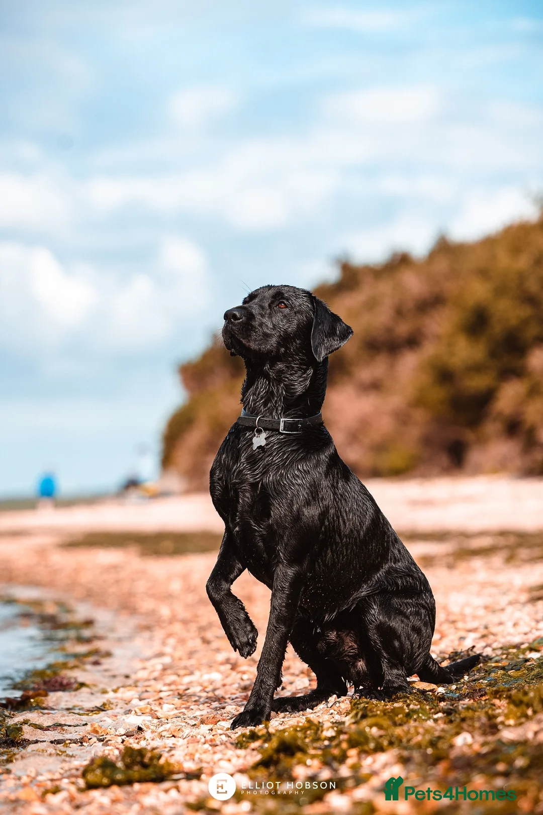 Labrador Retriever dogs for stud: KC Health Tested experienced stud  in Wimborne - Advert 5