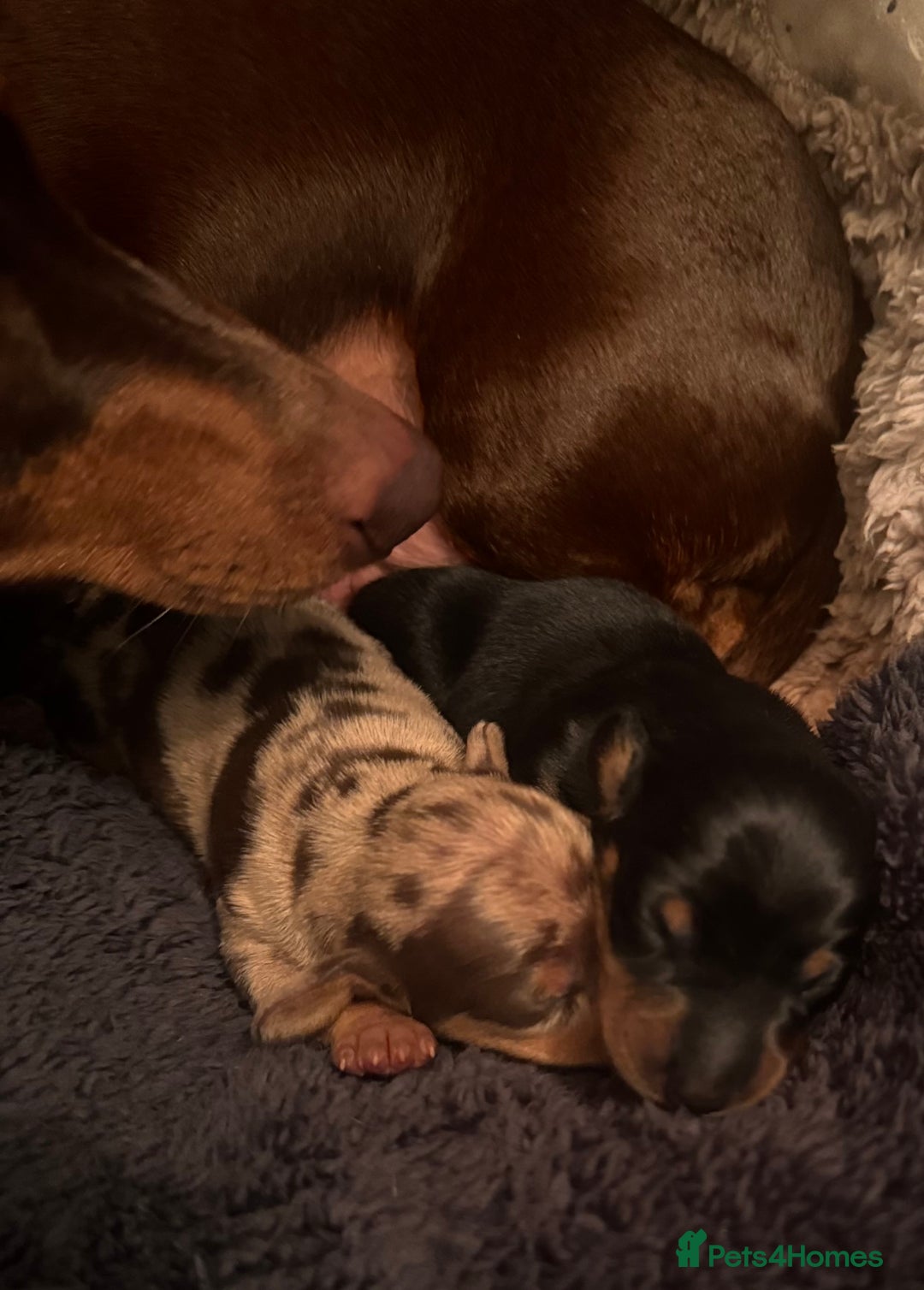 Miniature Dachshund dogs for sale: 🐾 miniature Dachshund females for sale🐾 - Image 14