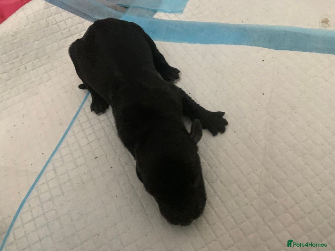 Mixed Breed dogs for sale: Emotional support cockapoo/Labrador puppies - Image 2