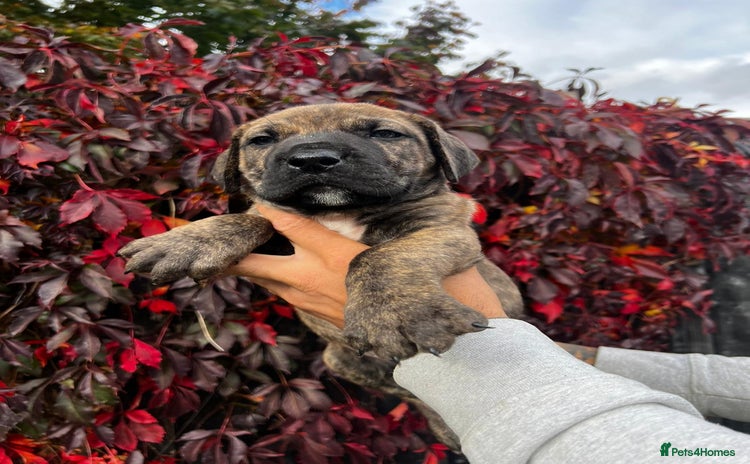 Presa Canario dogs - Advert 5
