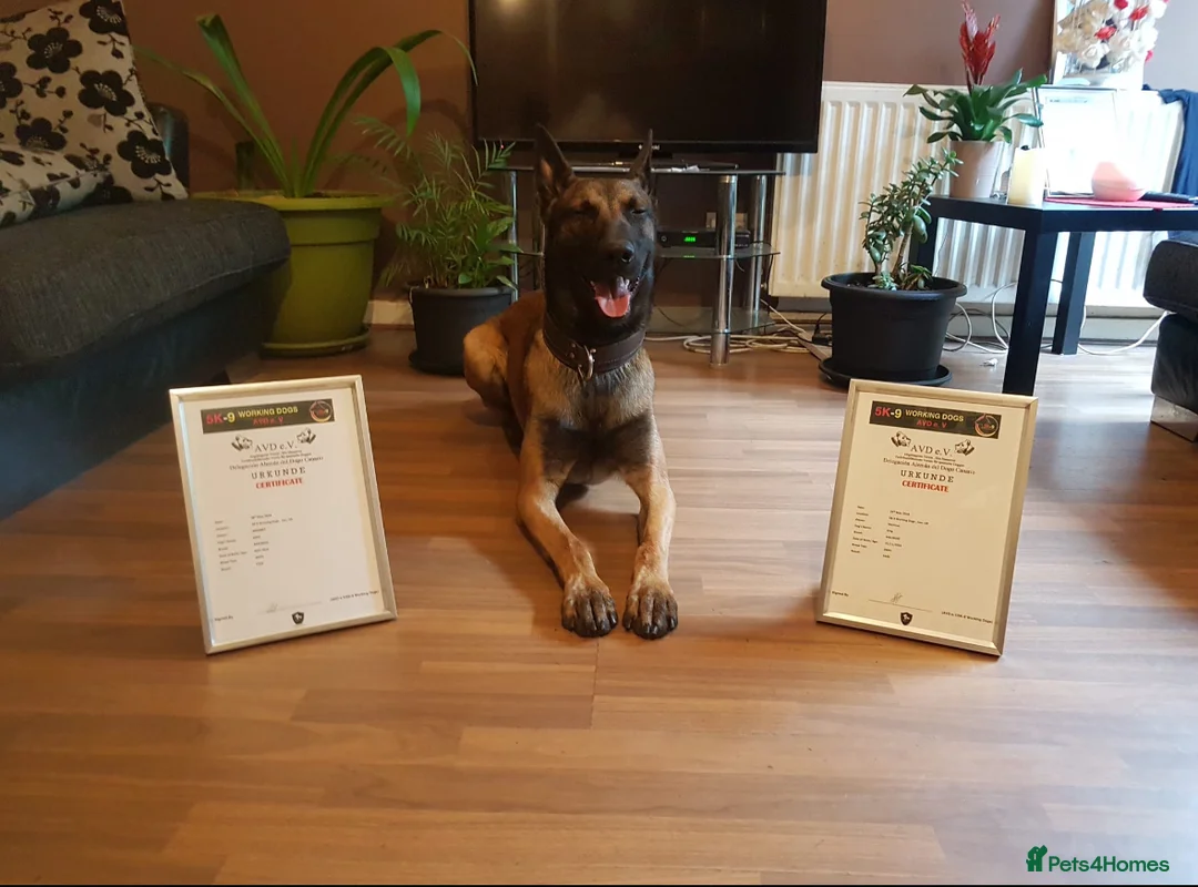 Belgian Shepherd Dog dogs for sale: TOP QUALITY Belgian Malinois Puppies - Advert 4