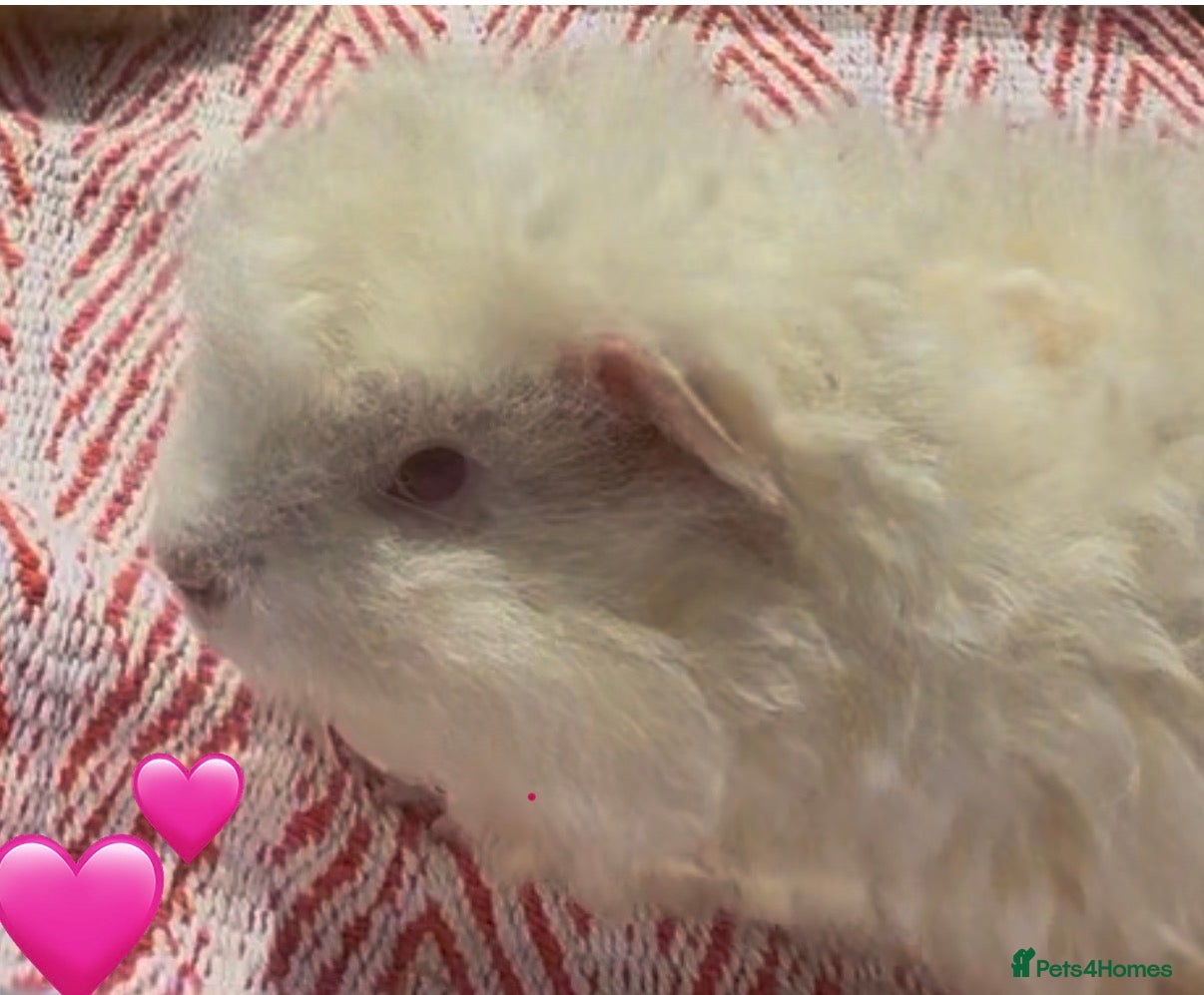 Guinea Pig rodents Texel Guinea Pigs Last 2 Sows and Last 2 Boars - Advert 2