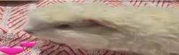 Guinea Pig rodents for sale: Texel Guinea Pigs Last 2 Sows and Last Boars - Advert 3
