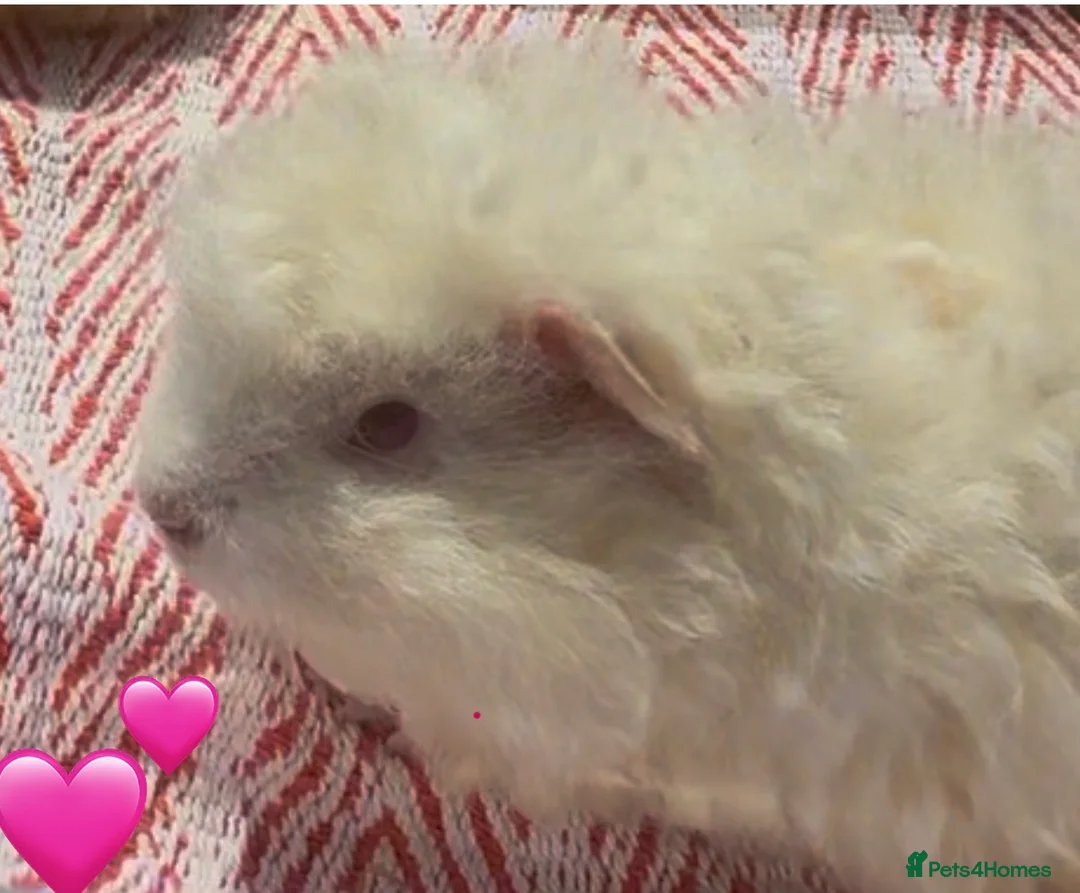 Guinea Pig rodents for sale: Texel Guinea Pigs Last 2 Sows and Last Boars - Advert 3