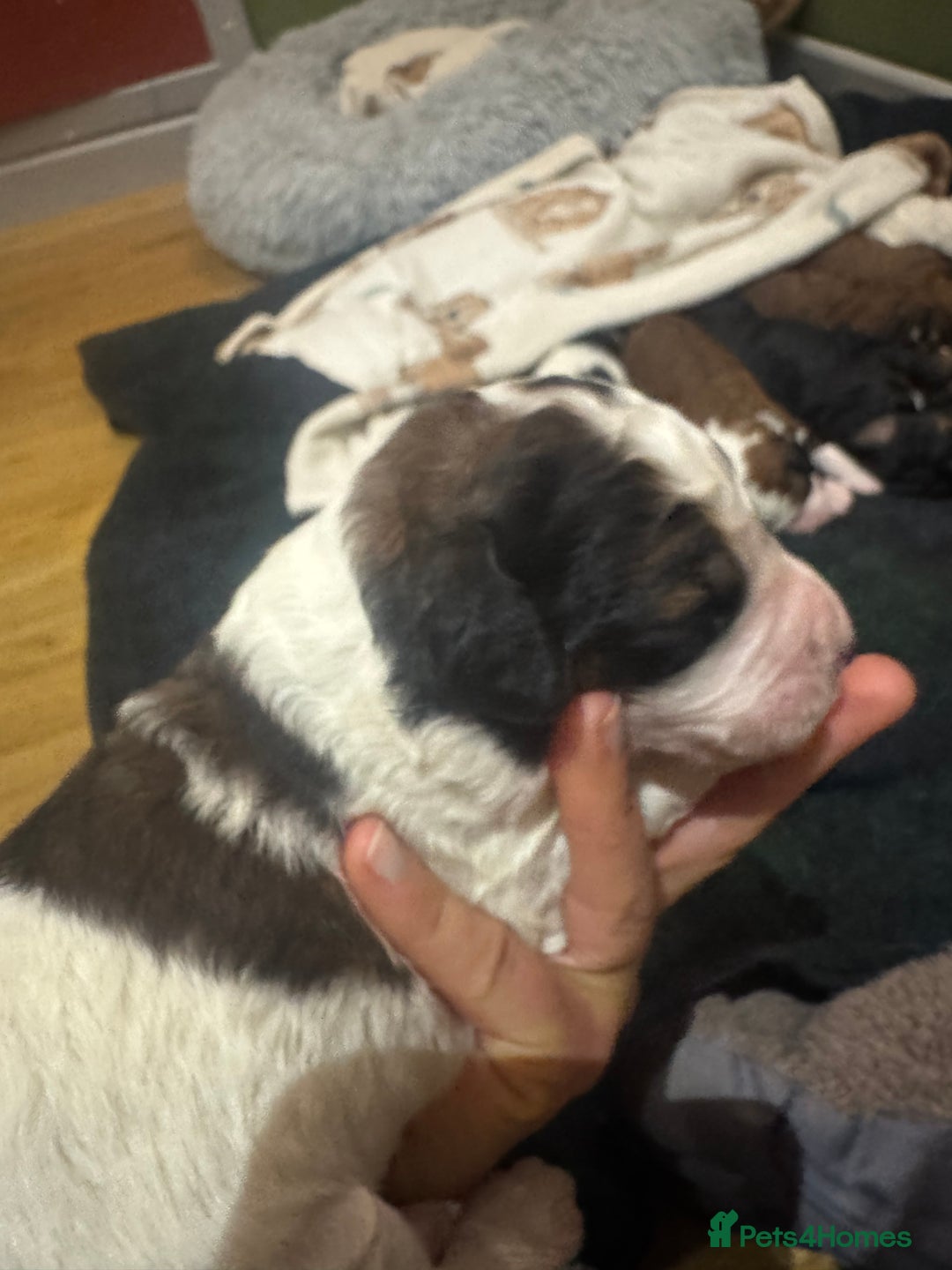 Bernedoodle dogs for sale: Bernedoodle F1B puppies - Image 16