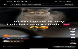 British Shorthair cats for sale: British shorthair  - Advert 2