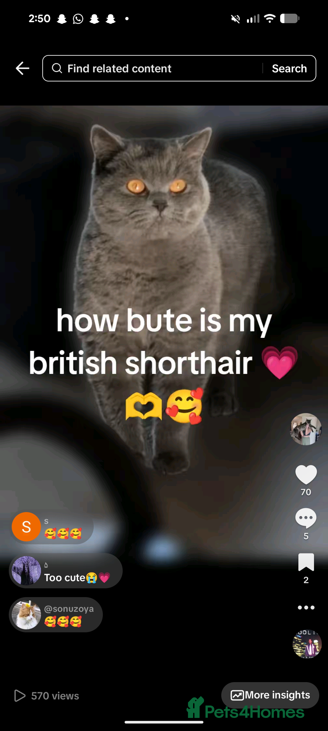 British Shorthair cats for sale: British shorthair  - Advert 2