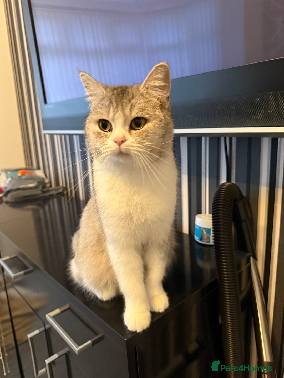 British Shorthair cats for sale: british shorthair  - Advert 2