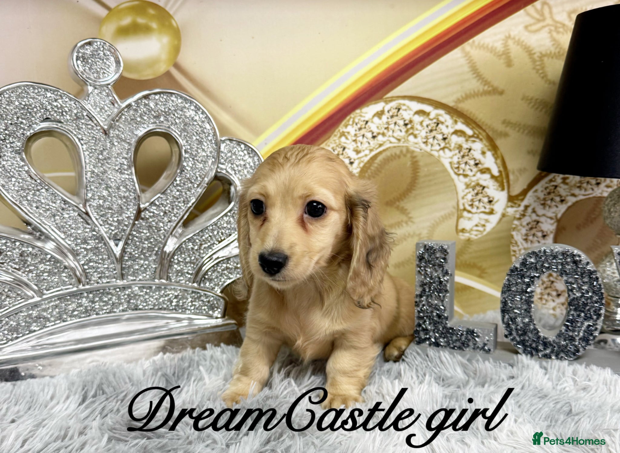 Miniature Dachshund dogs Ready to leave Kc long coat cream puppies  - Advert 2